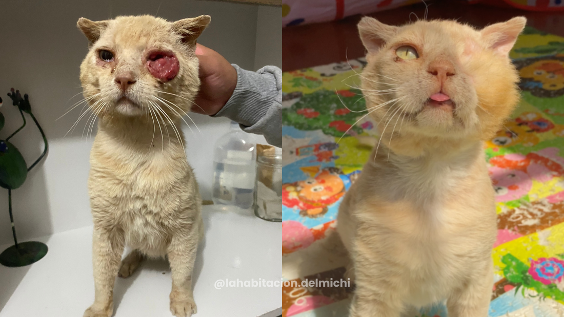 La historia de Camote: un guerrero silencioso