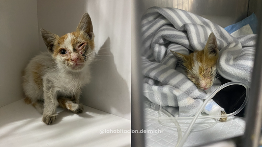 Joelito, el pequeño que dejó huellas eternas 🐾