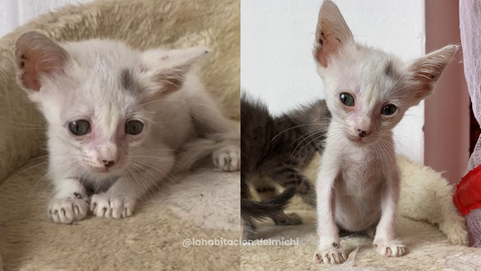 Nubecita: volver a crecer desde el cuidado 🤍🐾