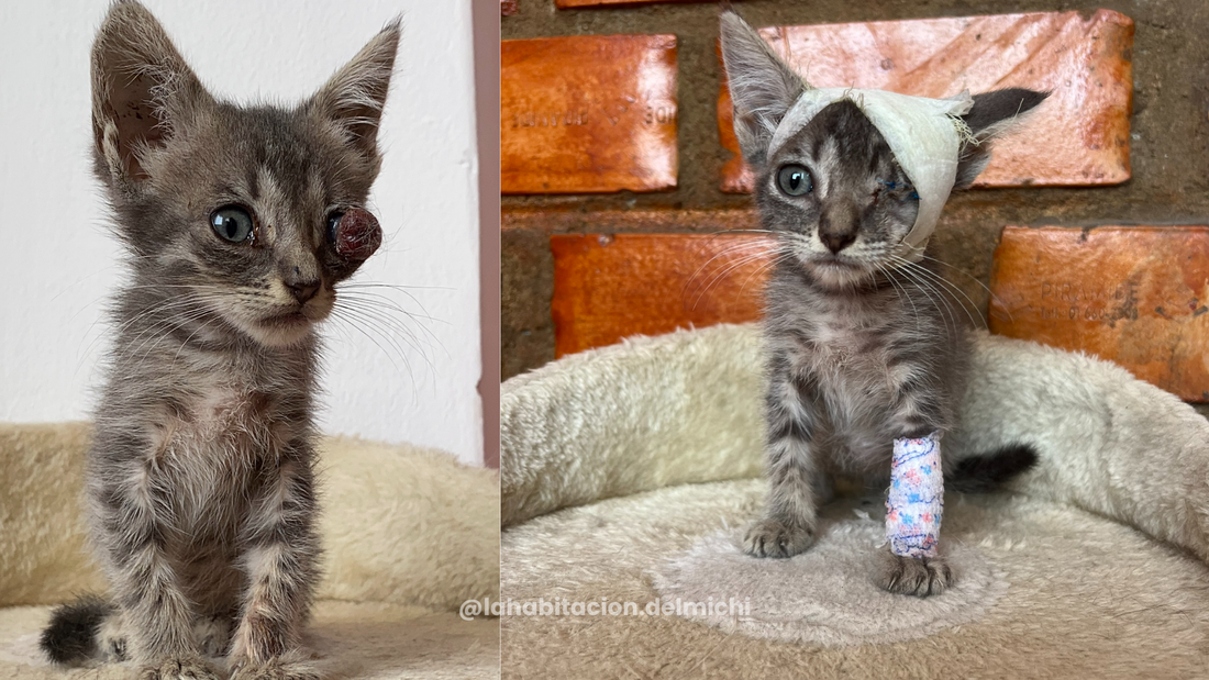 Panquecita y su nueva mirada al mundo ✨🥞