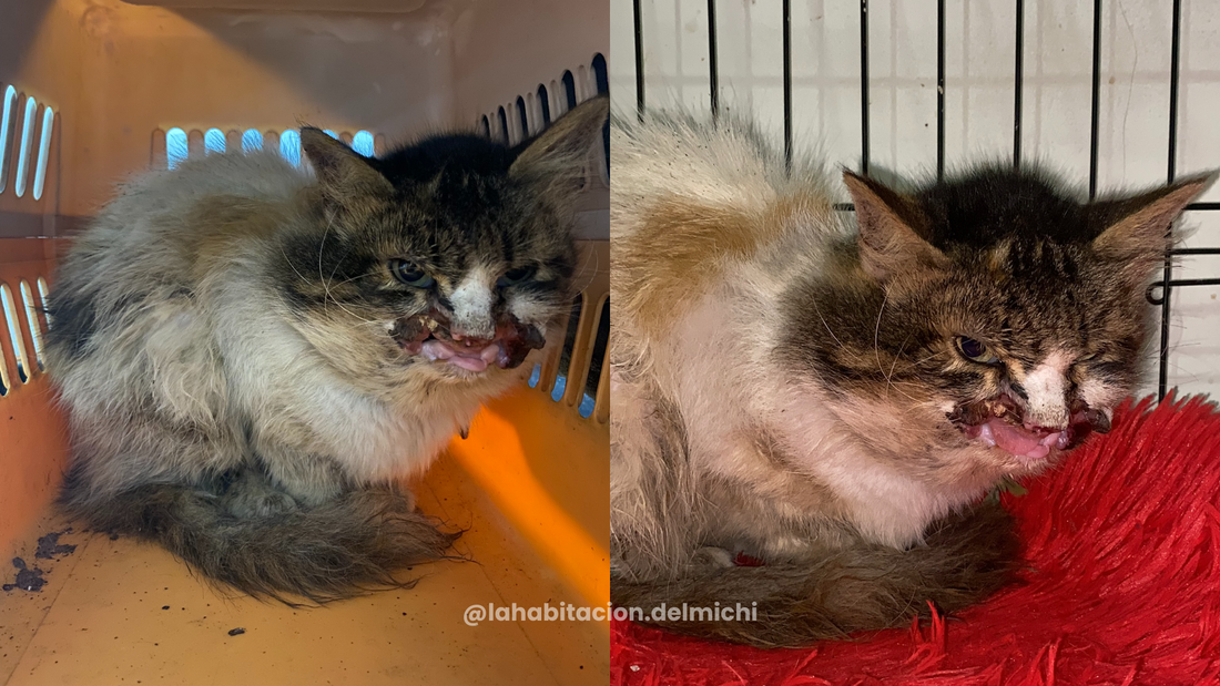 Quesito: una despedida digna para una vida que fue ignorada