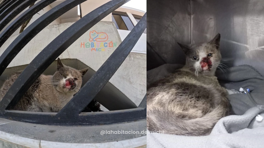 Pinina: Cuando el Tiempo Se Acaba