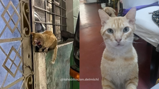 Richie, el macho Alfa