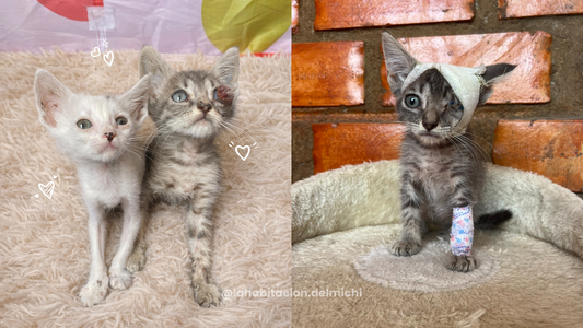 Panquecita y Nubecita: pequeñas, pero inmensamente fuertes ✨