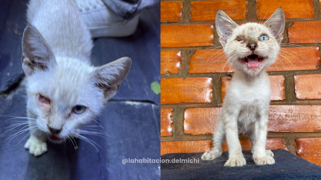 Sémola, el pequeño que volvió a mirar el mundo sin miedo 🩵