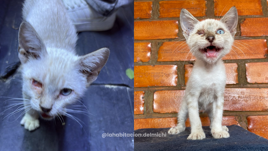 Sémola, el pequeño que volvió a mirar el mundo sin miedo 🩵