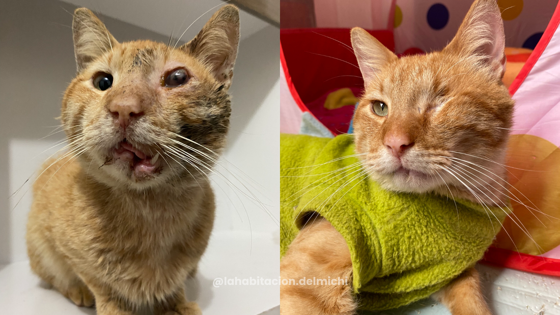 Tigre: el pequeño que volvió a levantar la cabeza