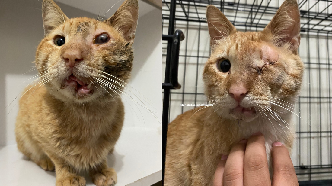 Tigre: el pequeño que volvió a levantar la cabeza
